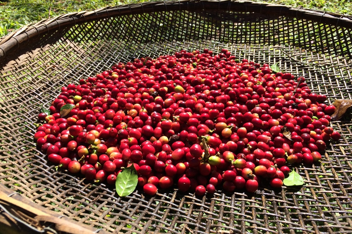  Café das Montanhas do Estado ganha certificação