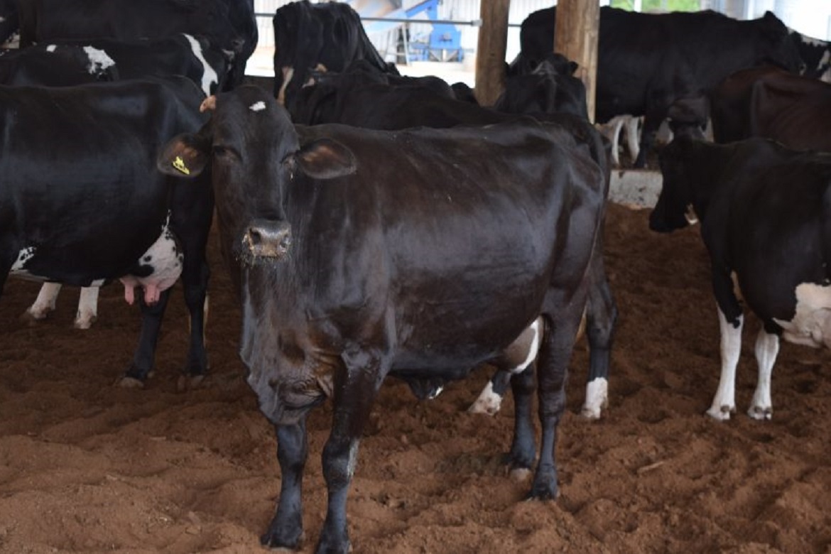  Segunda edição da ExpoSul Rural Leite vai reunir setor leiteiro em outubro