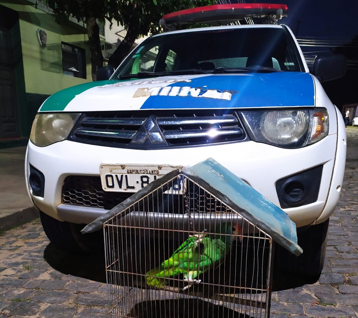  Polícia Ambiental resgata papagaio chauá em de Dores do Rio Preto