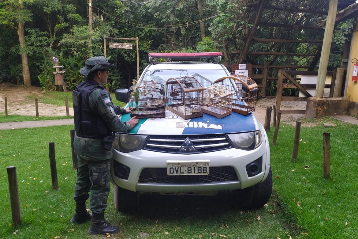  Polícia Militar Ambiental apreende armas e pássaros no município de Ibitirama