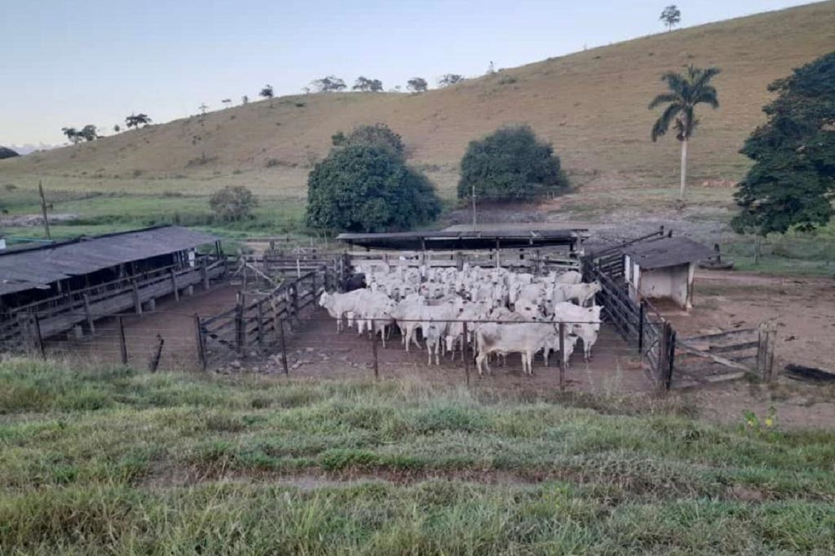  Homem é preso e 66 cabeças de gado são recuperadas pela Polícia Civil em Mimoso do Sul