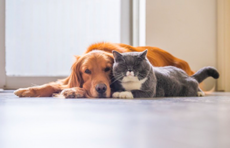  SERRA REALIZA FEIRA DE ADOÇÃO DE ANIMAIS EM JACARAÍPE