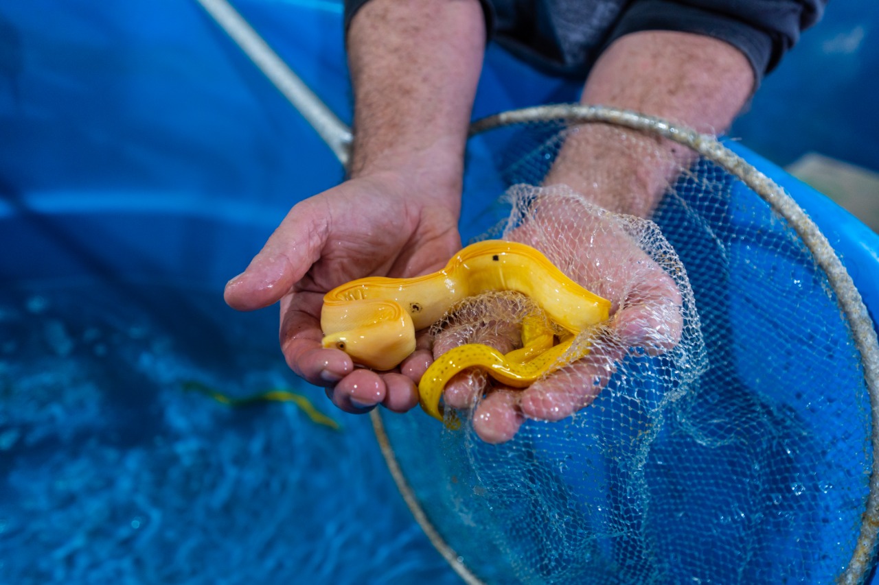  Empresário de Marataízes exporta peixes ornamentais para cinco países