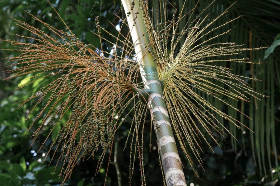  Cultivo da palmeira juçara gera renda e protege espécie ameaçada