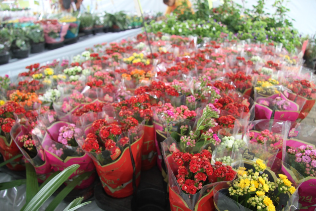  Cariacica-Sede está mais colorida com a Feira Cariacica em Flores