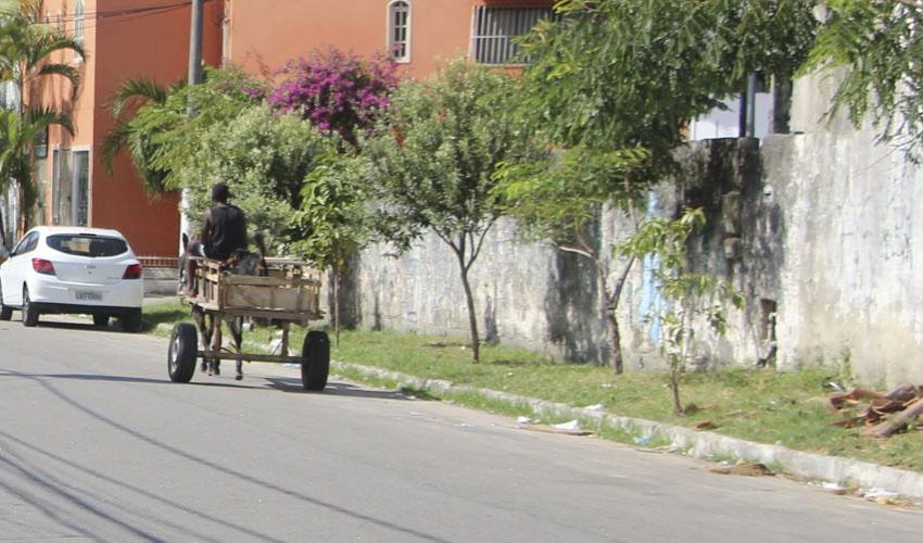  Veículos de tração animal proibidos em áreas urbanas de Vila Velha