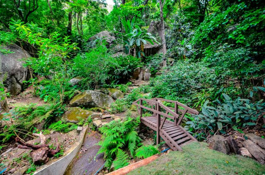  Proteção às florestas: programa auxilia no cuidado com a fonte verde de vida