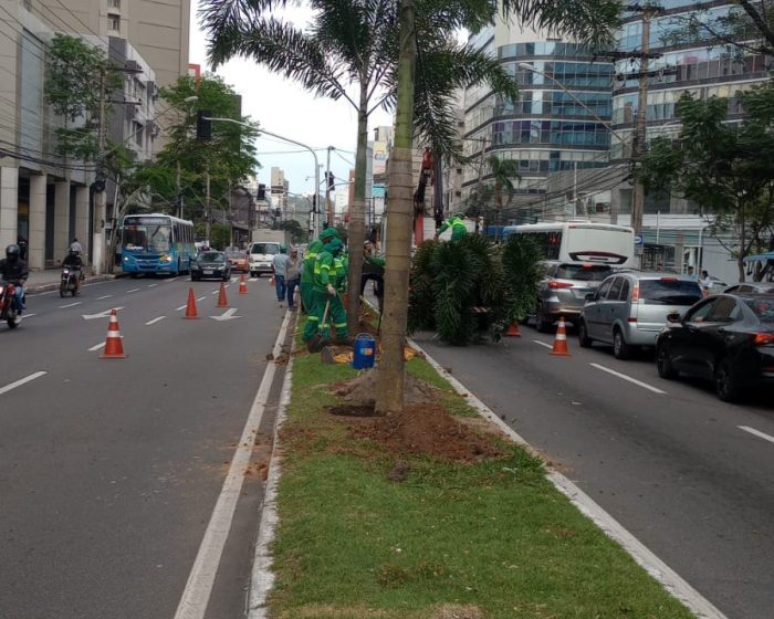  Avenida Reta da Penha ganha arborização com o plantio de 48 palmeiras