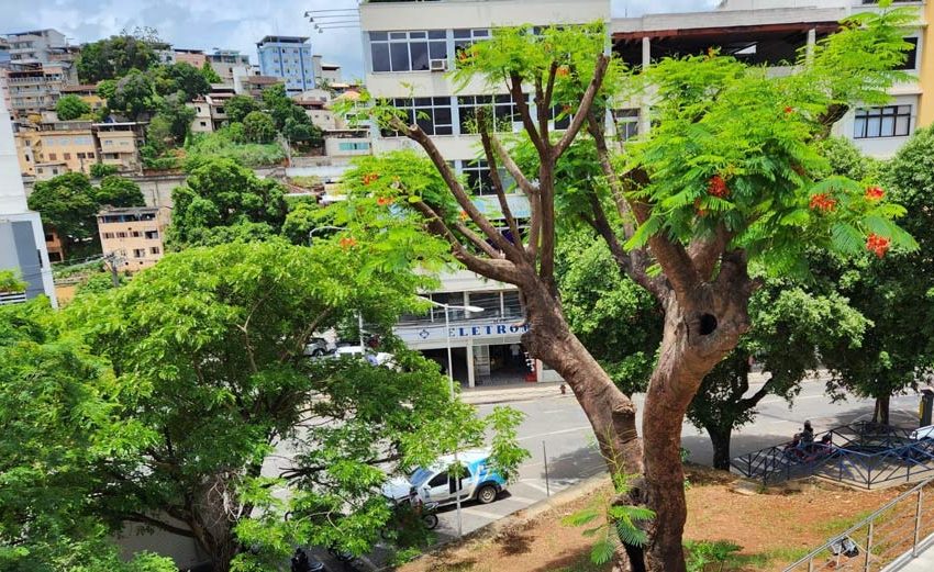  Famosa árvore de Cachoeiro volta a florir