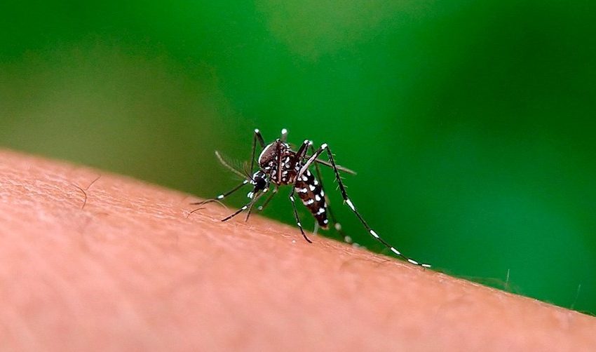  Vacina contra dengue para 20 cidades