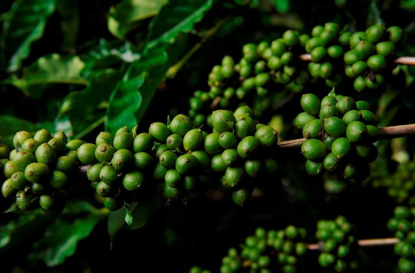  Curso sobre café em Laranja da Terra