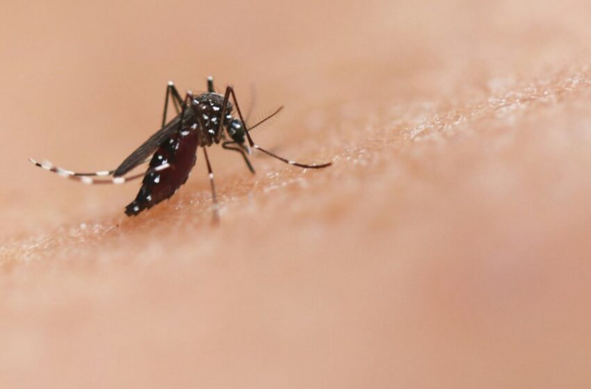  Brasil tem 391 mortes por dengue