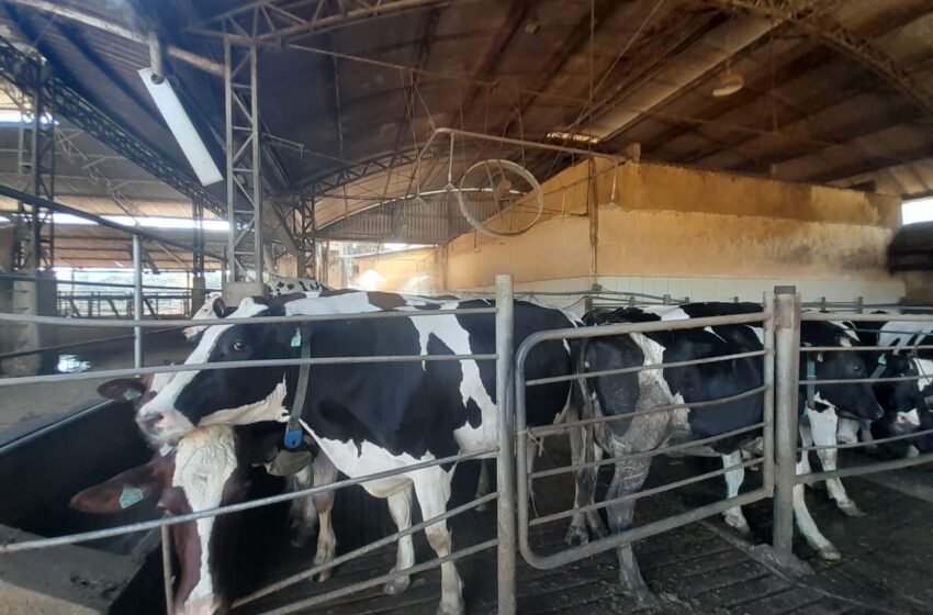  A Importância do Resfriamento às Vacas Leiteiras