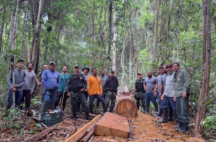  Iema realiza ação de fiscalização de furto de madeira em florestas da zona de amortecimento do Parque Estadual de Itaúnas