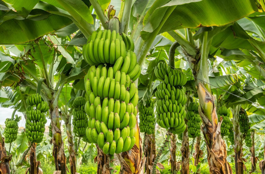  Preferência nacional, banana pode dar título a cidade capixaba