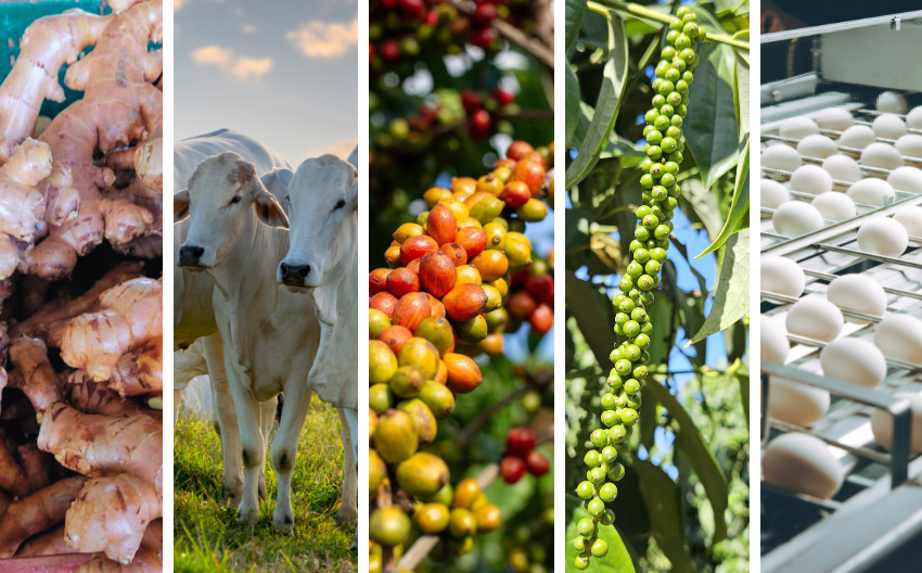  Espírito Santo foi o único estado com crescimento do crédito rural em 2024